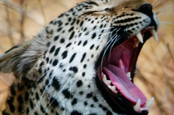 Kruger National Park Full Day Tour Minimum 2people - Should you book the Kruger full-day tour?