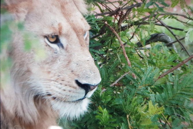 Kruger National Park Full Day Tour Minimum 2people - Is $80.52 good value?