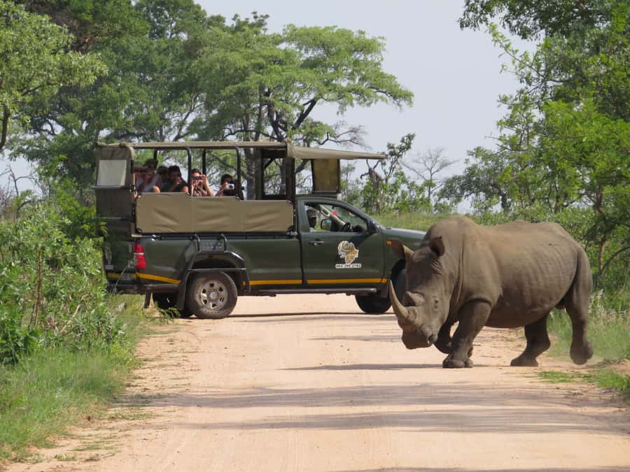 Kruger National Park: Morning Safari - Six hours on Kruger’s morning roads