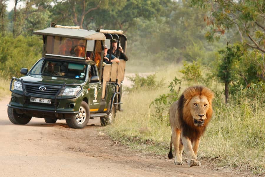 Kruger National Park: Morning Safari - Pickup from your accommodation or park gate