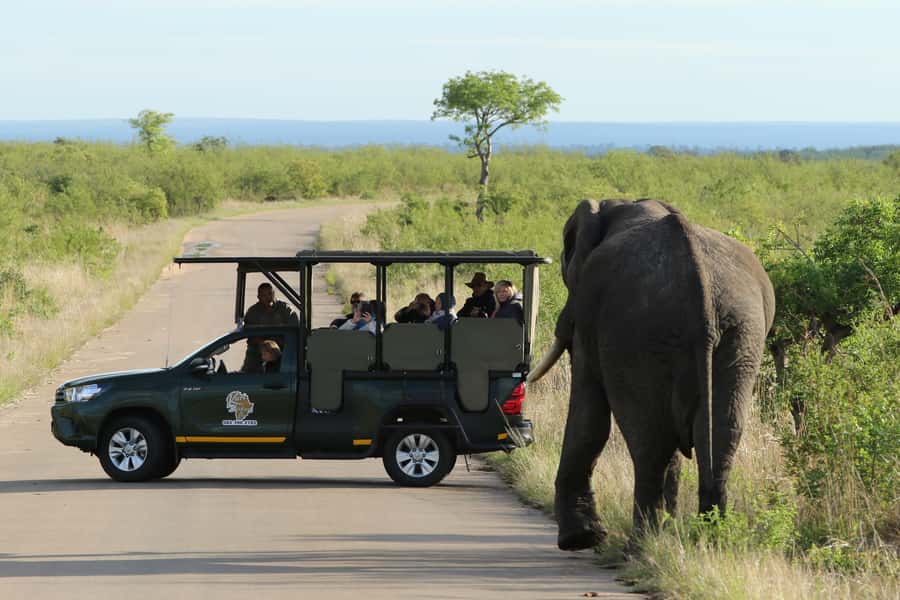 Kruger National Park: Morning Safari - What the guide adds to the morning