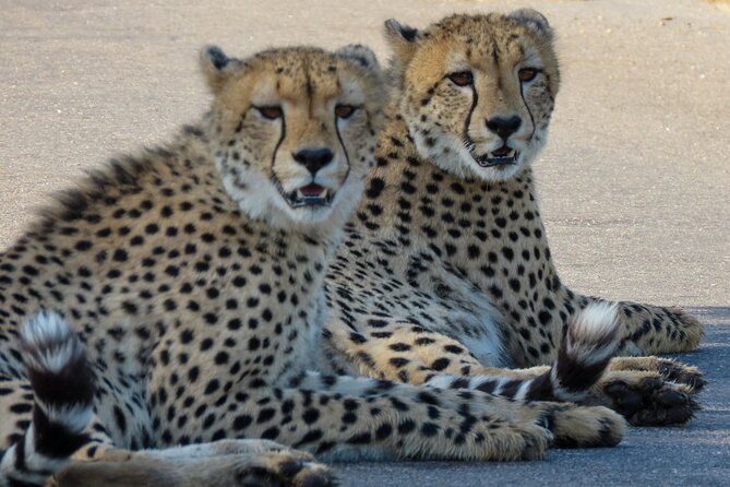 Kruger National Park - Private full day Safari trip. - Why this Kruger day works for Hazyview visitors