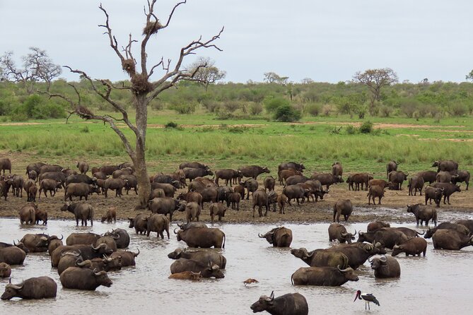 Kruger National Park - Private full day Safari trip. - Pabeni Gate: the first step into Kruger