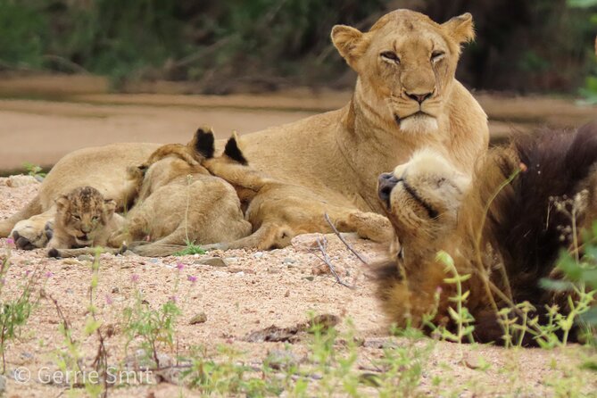 Kruger National Park - Private full day Safari trip. - Big Five hopes and realistic safari expectations