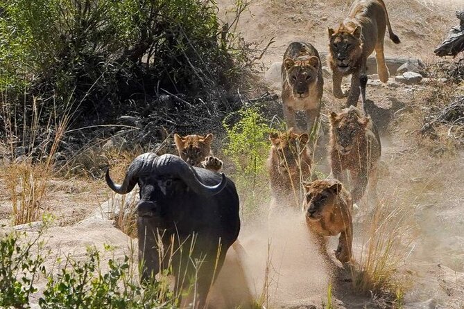 Kruger National Park - Private full day Safari trip. - Price, park fees, and what you receive