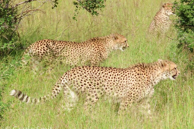 Kruger National Park - Private full day Safari trip. - Who should book this private safari