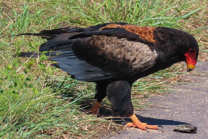 Kruger National Park - Private full day Safari trip. - Practical details for a smoother day