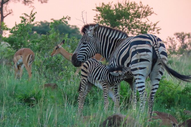 Kruger National Park - Private full day Safari trip. - What the private guide adds