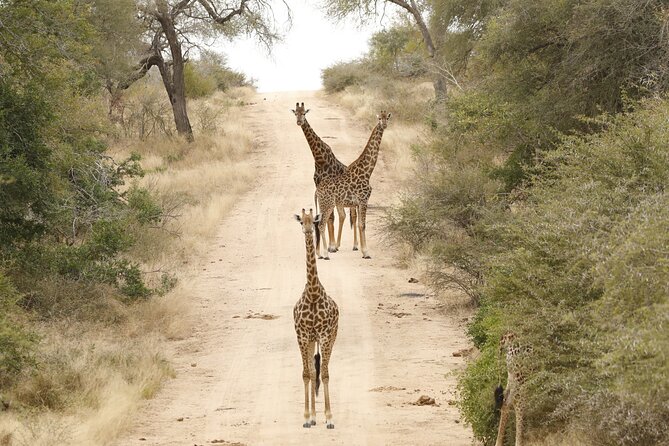 Kruger National Park sunrise Morning Private safari - What the price includes, and what it does not