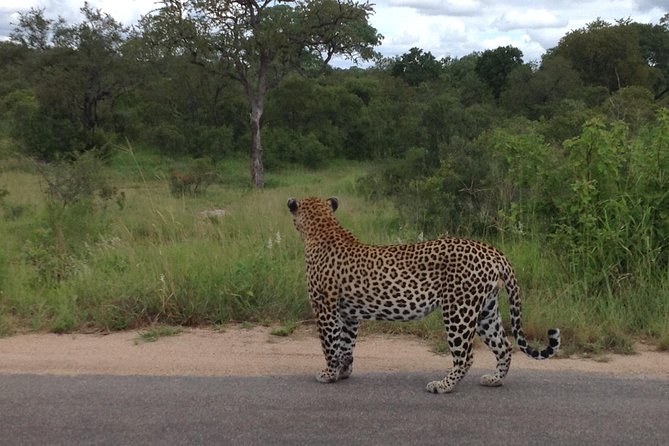 Kruger Park Safari: Guided Day Tour from Nelspruit - The drive from Nelspruit to the park gates