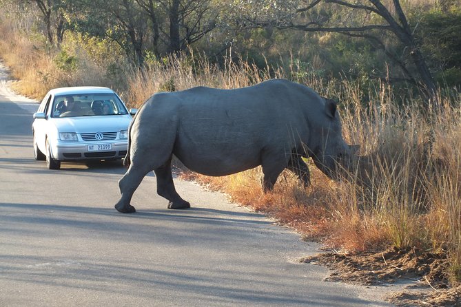 Kruger Park Safari: Guided Day Tour from Nelspruit - The guide can make or break the day