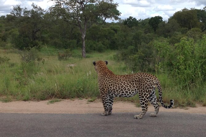 Kruger Park Safari: Guided Day Tour from Nelspruit - Is $94.90 good value?