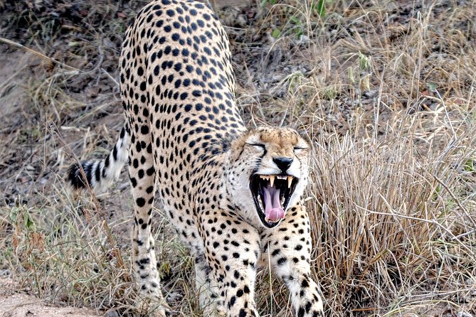 Kruger Park Safari: Guided Day Tour from Nelspruit - What the wildlife search feels like