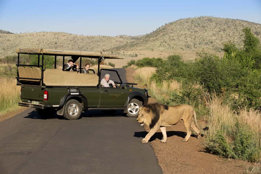 Kruger Park Scheduled Full day Safari Drive from Hoedspruit - Morning game viewing around the savannah