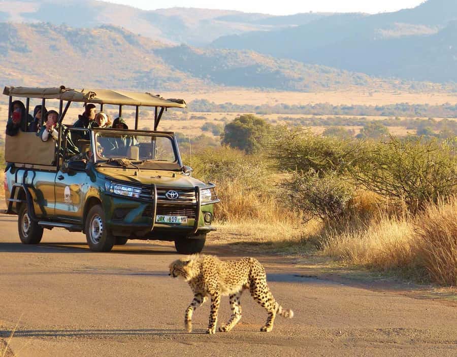 Kruger Park Scheduled Full day Safari Drive from Hoedspruit - Who should book this Kruger day?