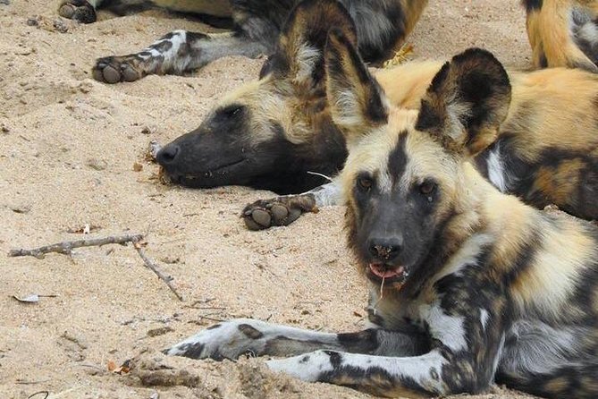 Kruger Safari Tour - Morning Half Day - A 5:00 am start for Kruger’s cooler hours