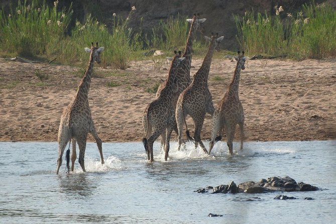 Kruger Safari Tour - Morning Half Day - Price and value at $60.39 per person