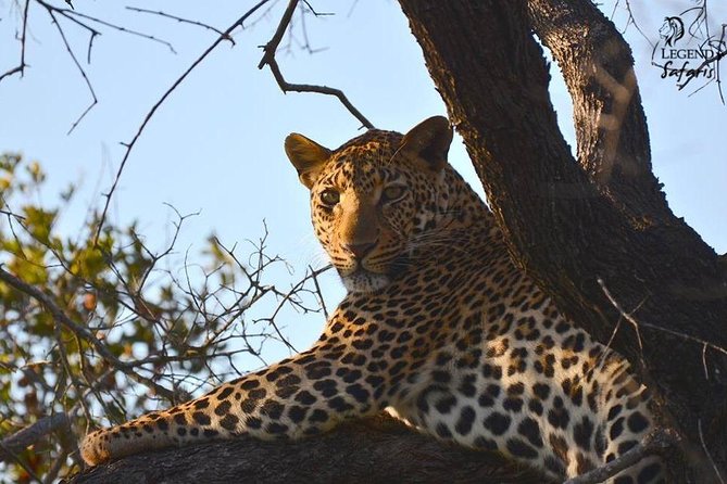 Kruger Safari Tour - Morning Half Day - Families, photographers, and short-stay visitors