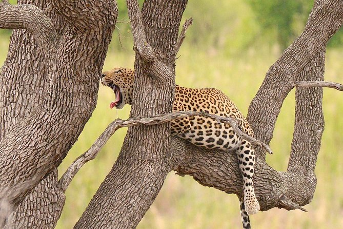 Kruger Safari Tour - Morning Half Day - Pickup, group size, and small practical details