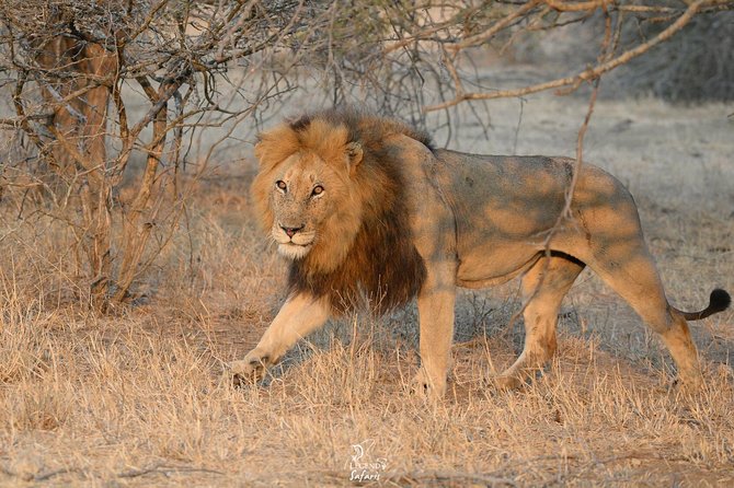 Kruger Safari Tour - Morning Half Day - Should you book this Kruger morning safari?