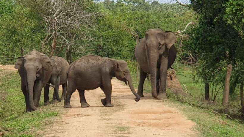 Kumana National Park : Morning or Afternoon Safari Tour - Why Kumana is worth choosing for a safari
