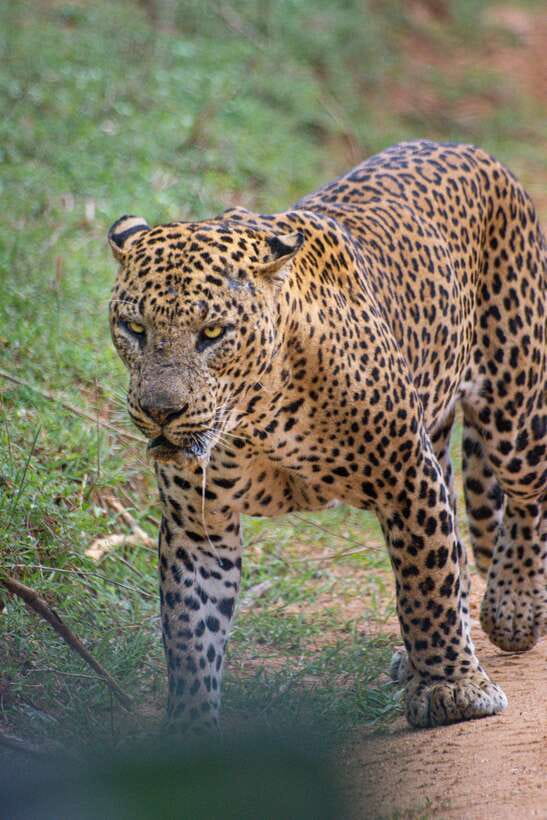 Kumana National Park : Morning or Afternoon Safari Tour - Four hours among wetlands, river, and forest