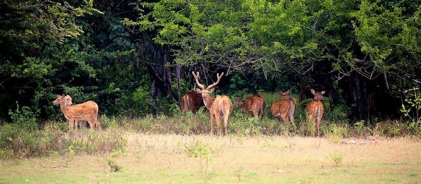 Kumana National Park : Morning or Afternoon Safari Tour - The jeep, group size, and comfort question