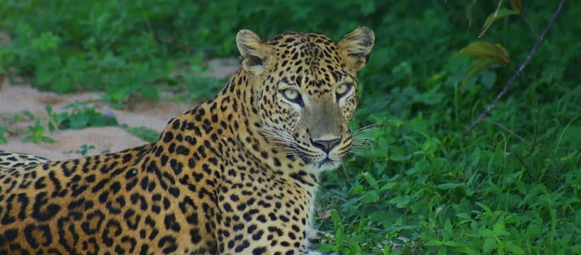 Kumana National Park : Morning or Afternoon Safari Tour - Guides, explanations, and the pace of the day