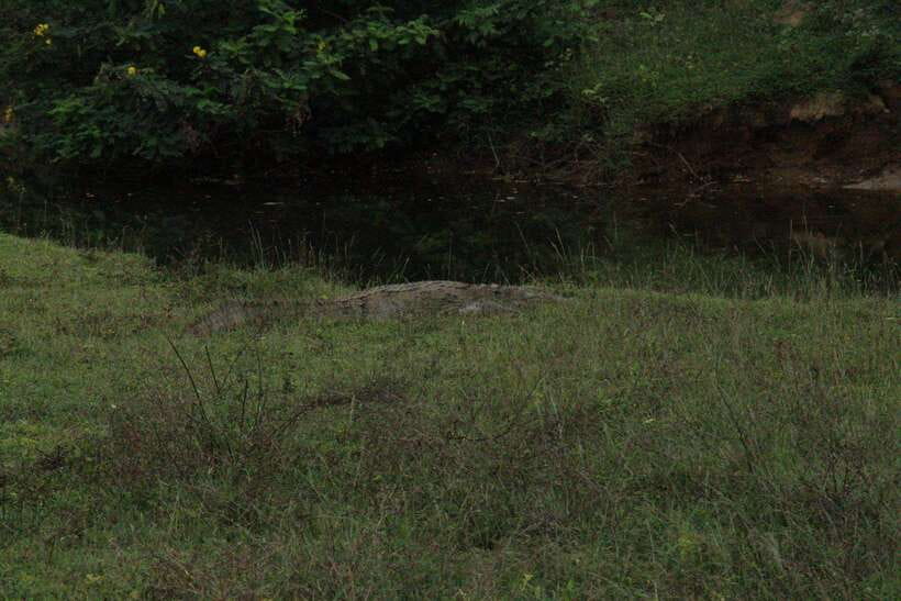 Kumana National Park : Morning or Afternoon Safari Tour - Who should book this Kumana safari?