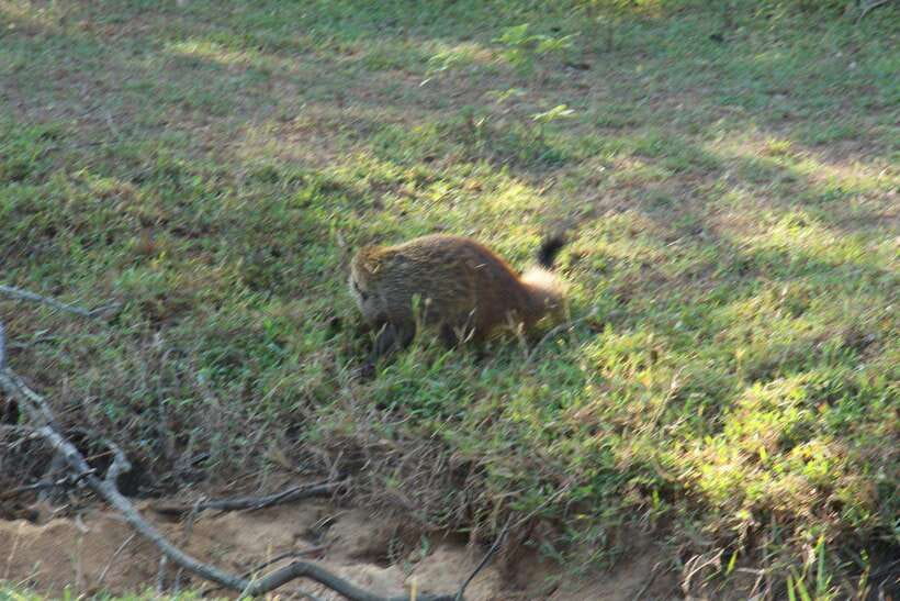 Kumana National Park : Morning or Afternoon Safari Tour - From Arugam Bay, Pottuvil, or Panama to the park