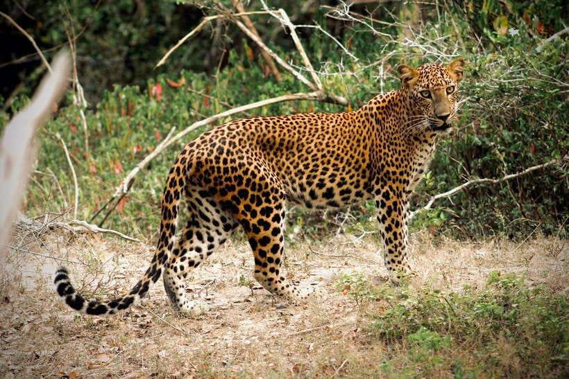 Kumana National Park : Private Half-Day Jeep Safari - Key points to know before booking