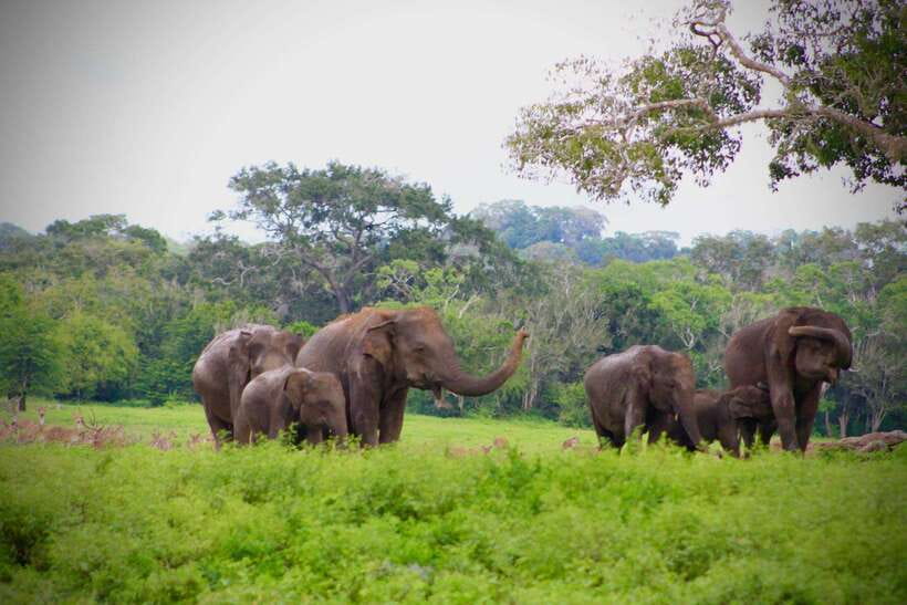 Kumana National Park : Private Half-Day Jeep Safari - Guide quality can make or break the day
