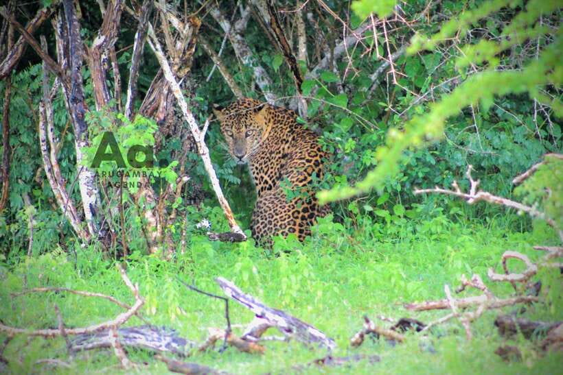 Kumana National Park : Private Half-Day Jeep Safari - The 5:00 AM departure from Arugam Bay