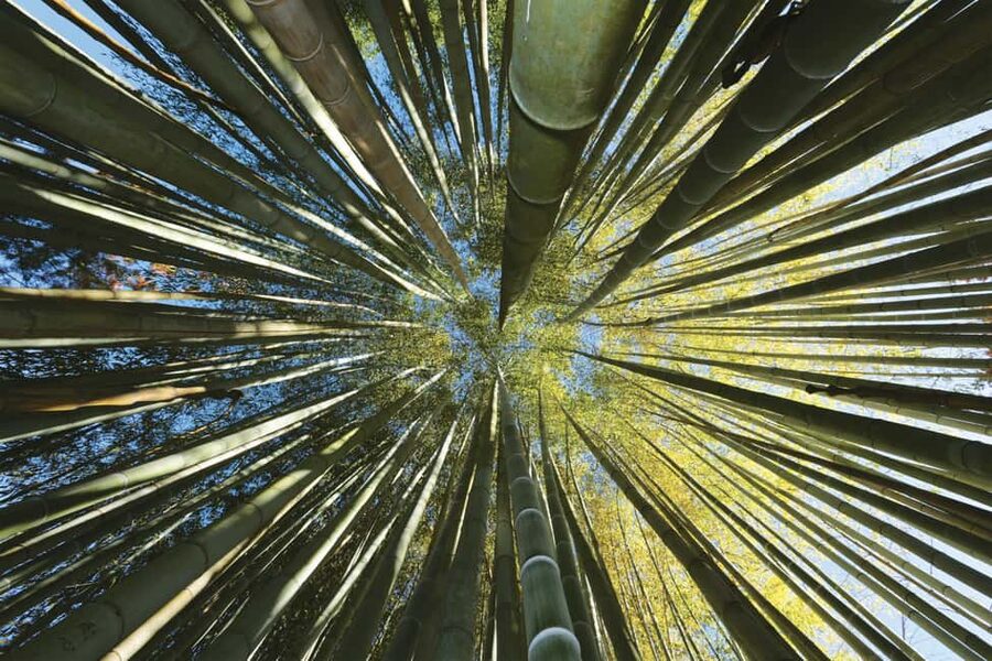 La Bambouseraie en Cévennes Ticket - Why this garden feels like a trip around the world
