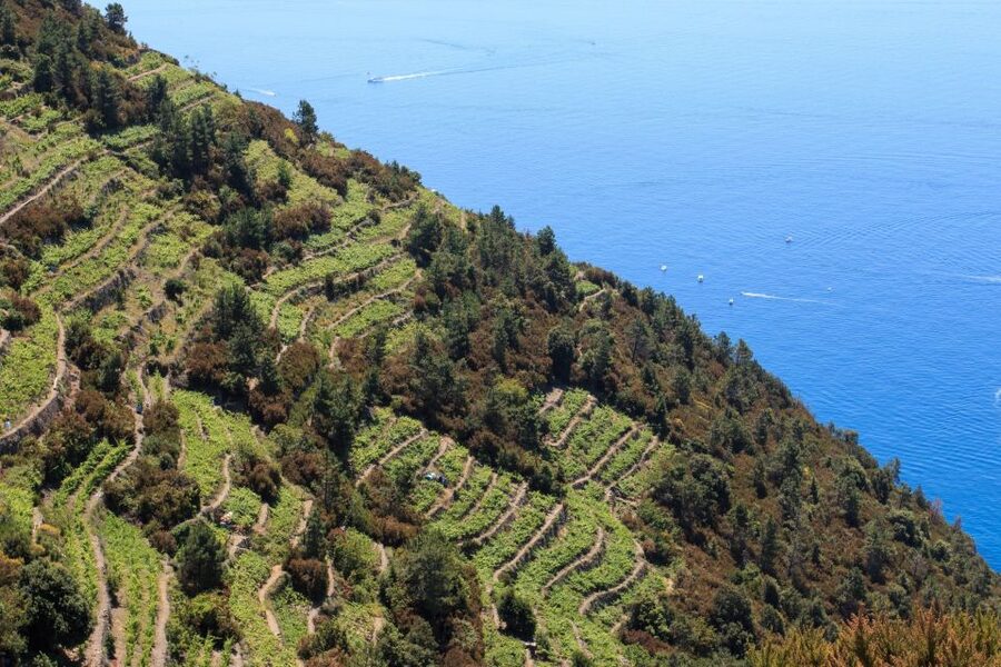 La Spezia: Cinque Terre Guided Hiking Tour - What the $94 price really buys