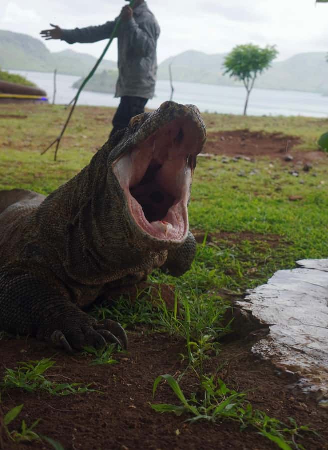 Labuan Bajo: 2D1N Komodo & Pink Beach Shared Boat Tour - Who should book this trip?