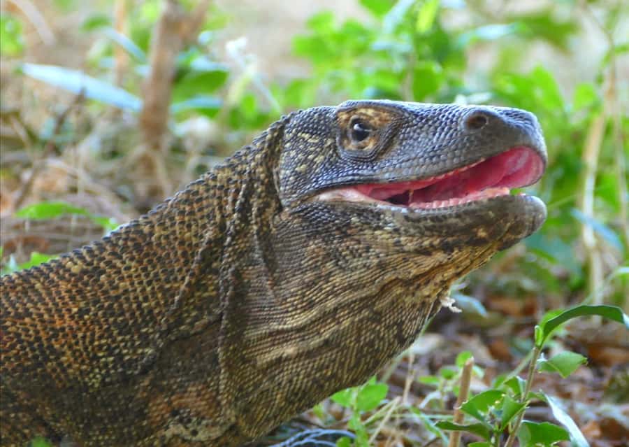 Labuan Bajo: One Day Tour to Explore Komodo National Park - Snorkeling for mantas, turtles, sharks, and coral
