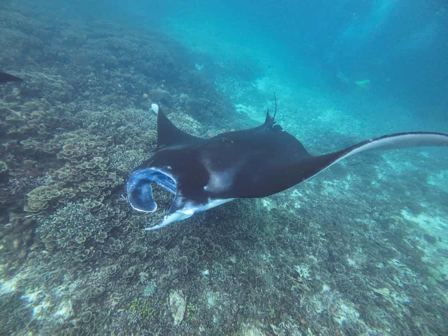 Labuan Bajo: One Day Tour to Explore Komodo National Park - Kanawa Island and the final swim