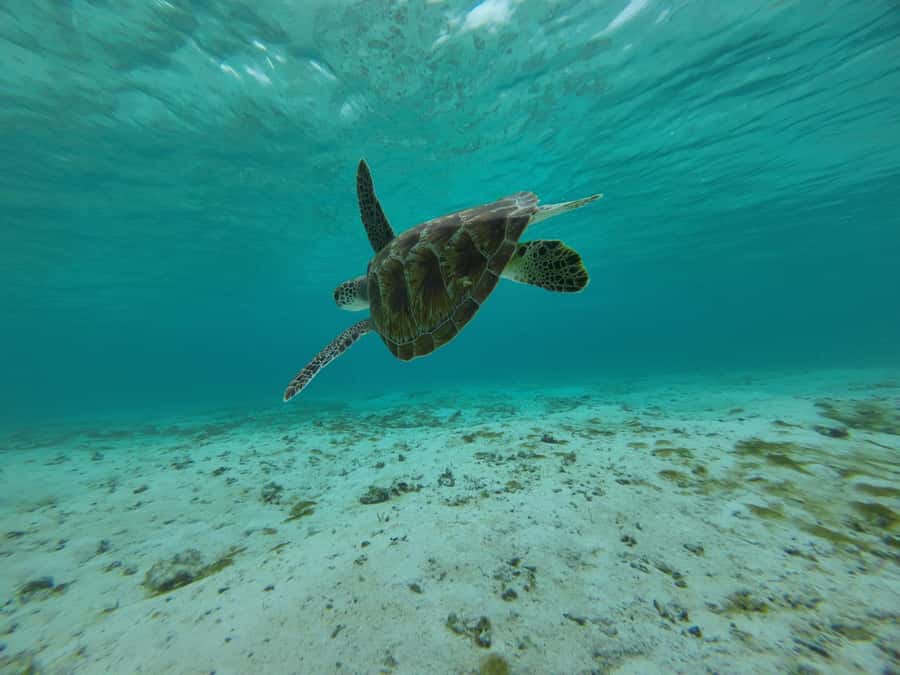 Labuan Bajo: One Day Tour to Explore Komodo National Park - Boat comfort, meals, and the early start