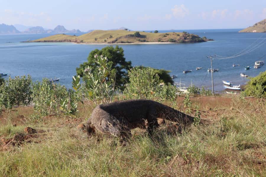 Labuan Bajo: One Day Tour to Explore Komodo National Park - Is $99 a fair price?