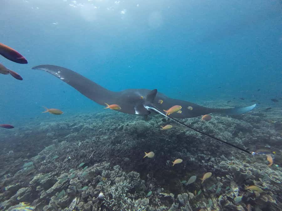 Labuan Bajo: One Day Tour to Explore Komodo National Park - Who should book this Komodo day trip?