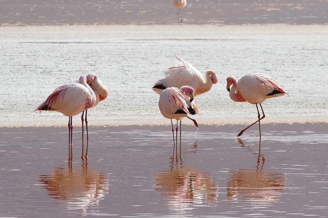 Lake Nakuru, Naivasha & Masai Mara 4 Days Private Jeep Safari - What the $2,900 price includes