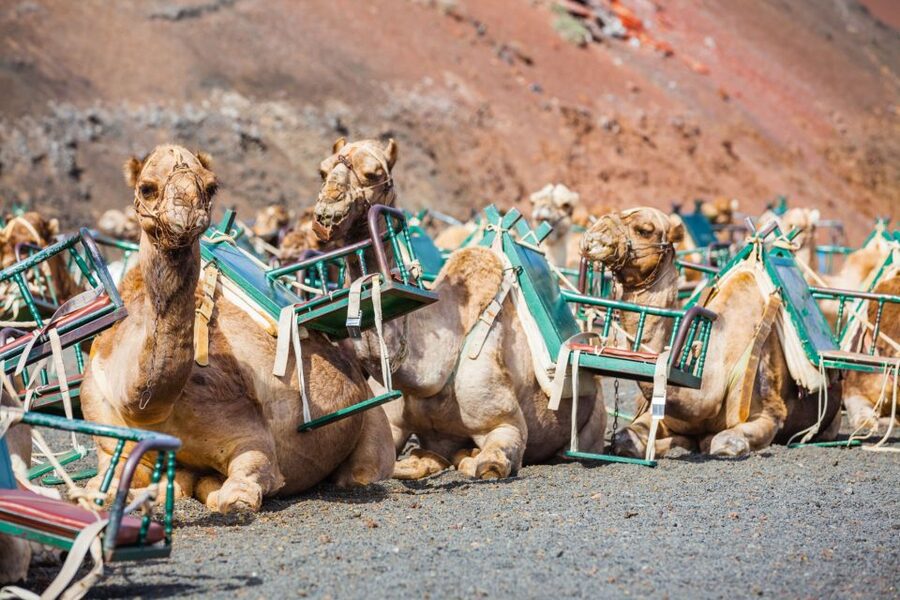 Lanzarote: Guided Day Trip to Timanfaya Park & Lago Verde - The camel ride is fun, short, and entirely optional