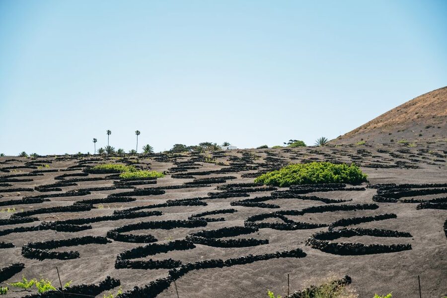 Lanzarote: Timanfaya National Park & La Geria Tour - The Volcanoes Route by coach
