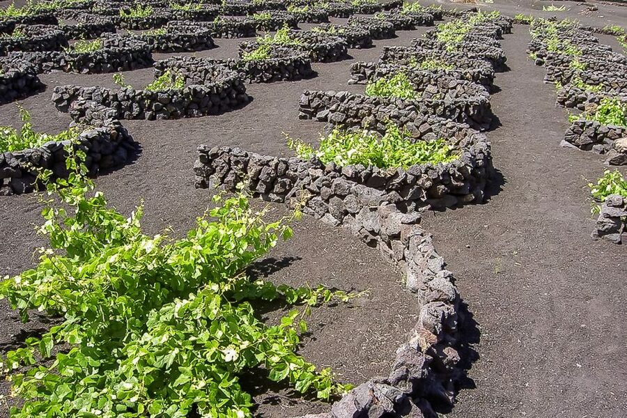 Lanzarote: Timanfaya National Park Volcanic Craters Tour - The optional camel ride at Timanfaya