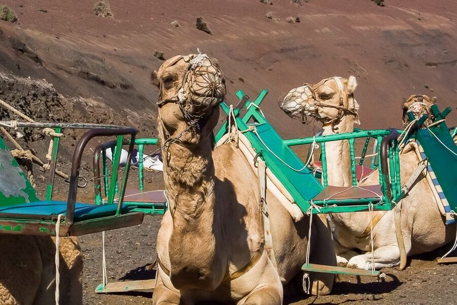 Lanzarote: Timanfaya National Park Volcanic Craters Tour - The volcanic story behind the scenery