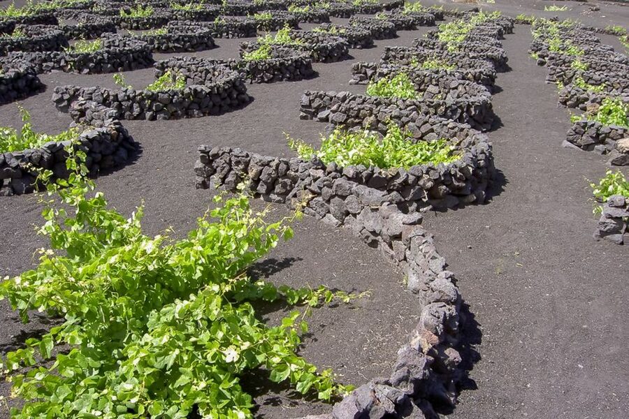 Lanzarote: Timanfaya Park and Jameos del Agua Full-Day Tour - The camel ride: fun, brief, and optional