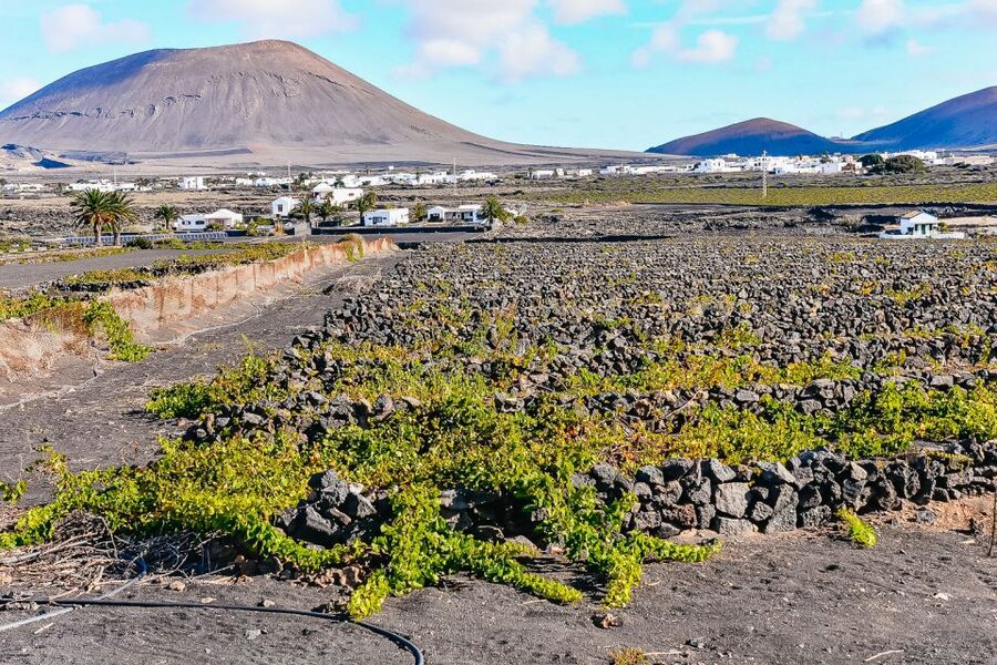 Lanzarote: Volcanos of Timanfaya and Caves Tour with Lunch - La Geria and Lanzarote’s unusual vineyards