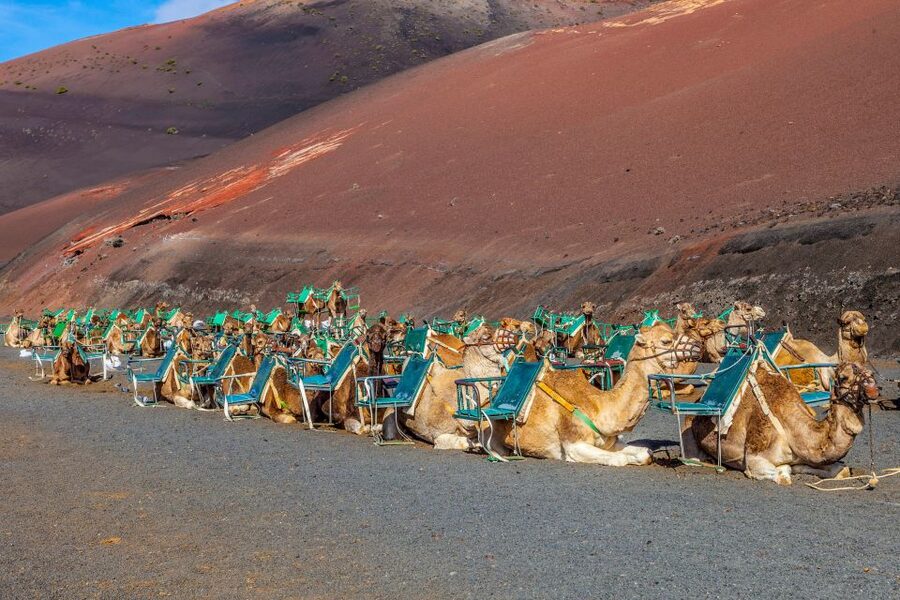 Lanzarote: Volcanos of Timanfaya and Caves Tour with Lunch - Along the lava coast to El Golfo