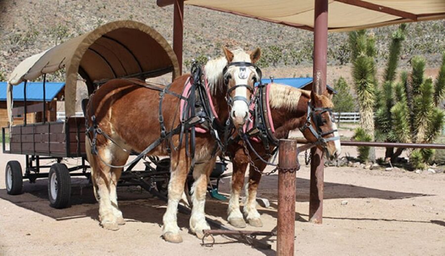 Las Vegas: Grand Canyon Ranch Tour with Horseback/Wagon Ride - Through Arizona’s Joshua Tree Forest